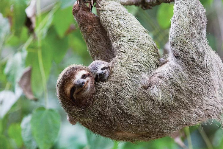 A Grinning Brown-Throated Sloth And Her Baby, Corcovado National Park, Osa Peninsula, Costa Rica