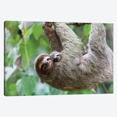 A Grinning Brown-Throated Sloth And Her Baby, Corcovado National Park, Osa Peninsula, Costa Rica Canvas Print #LDS1} by Jim Goldstein Art Print