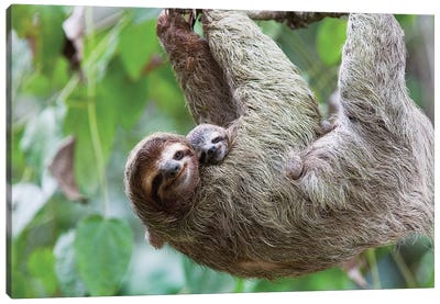 A Grinning Brown-Throated Sloth And Her Baby, Corcovado National Park, Osa Peninsula, Costa Rica Canvas Art Print - Sloth Art