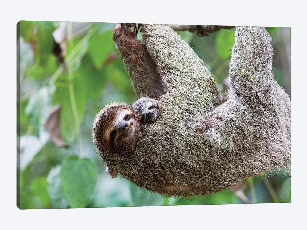 A Grinning Brown-Throated Sloth And Her Baby, Corcovado National Park, Osa Peninsula, Costa Rica by Jim Goldstein 1-piece Canvas Print