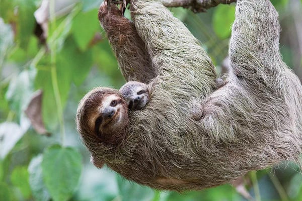 Sloths: A Grinning Brown-Throated Sloth And Her Baby, Corcovado National Park, Osa Peninsula, Costa Rica by Jim Goldstein