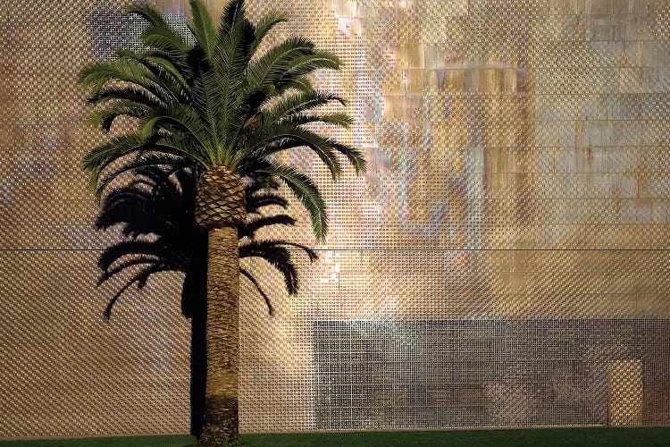 Lone Palm Tree, M.H. de Young Memorial Museum, Golden Gate Park, San Francisco, California, USA