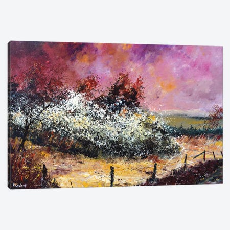 Hawthorn In Blossom Canvas Print #LDT172} by Pol Ledent Canvas Art