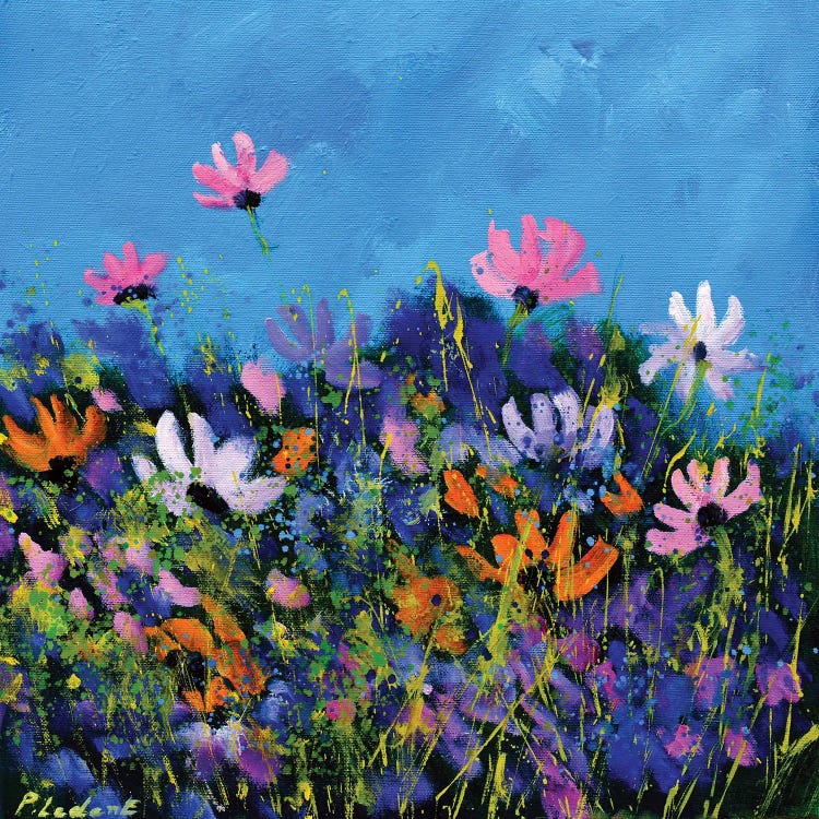 A Few Cosmos Flowers