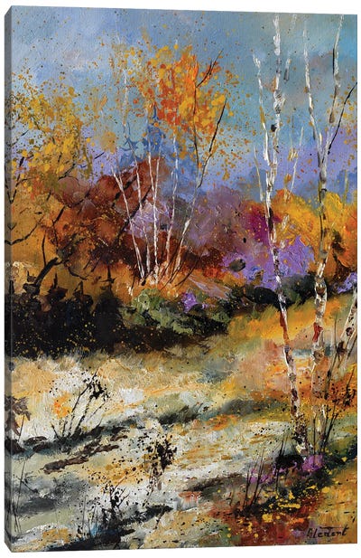 Aspen Trees Canvas Art Print - Aspen and Birch Trees