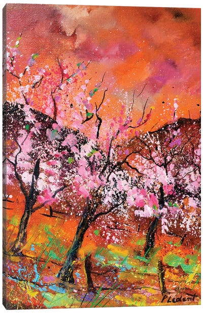 Blooming Cherrytrees Canvas Art Print - Cherry Tree Art