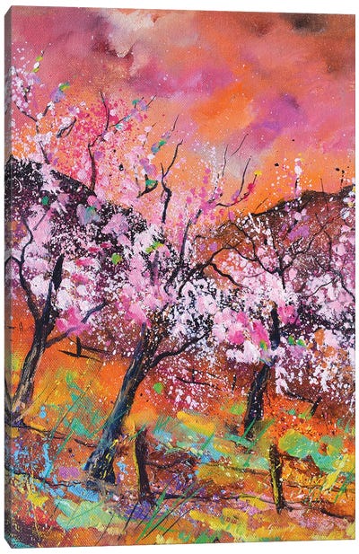 Blooming cherry trees Canvas Art Print - Cherry Blossom Art