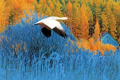 Snow Goose In Autumn by Laura D Young art print