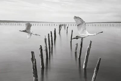 Roseate Spoonbill At Old Dock by Laura D Young canvas print