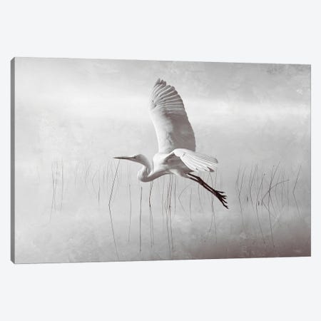 Snowy Egret Flying Over Misty Marshes BW Canvas Print #LDY100} by Laura D Young Canvas Artwork
