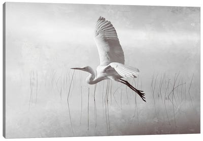 Snowy Egret Flying Over Misty Marshes BW Canvas Art Print - Egret Art
