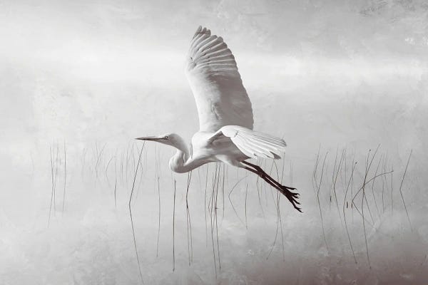 Laura D Young: Snowy Egret Flying Over Misty Marshes BW by Laura D Young