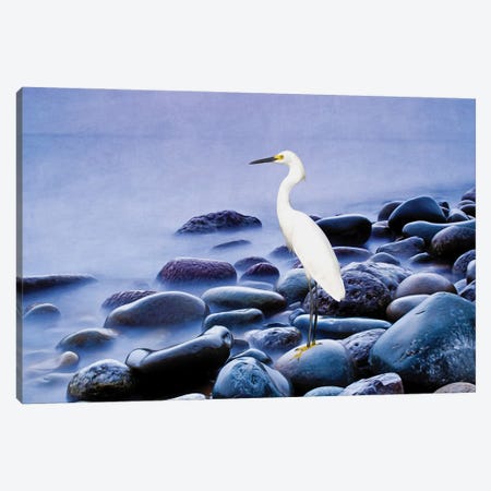 Snowy Egret On The Rocks Canvas Print #LDY101} by Laura D Young Canvas Art