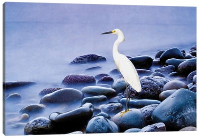 Snowy Egret On The Rocks Canvas Art Print - Egret Art