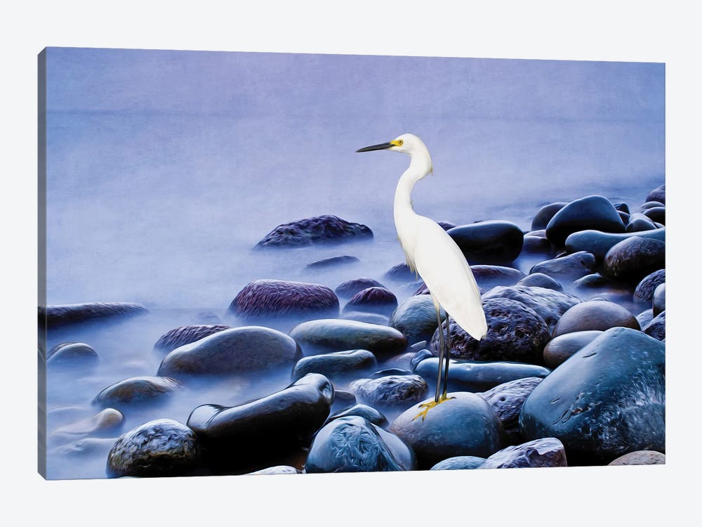 Snowy Egret On The Rocks by Laura D Young 1-piece Canvas Wall Art