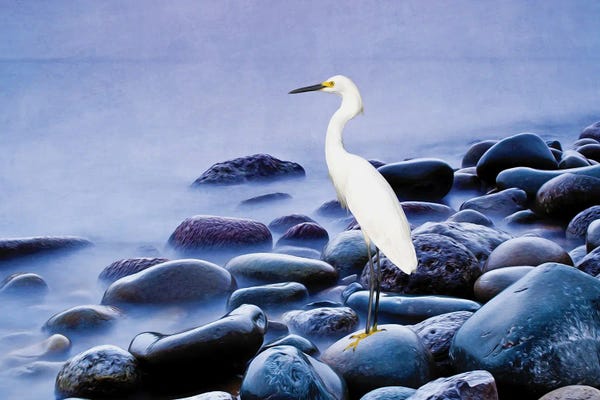Laura D Young: Snowy Egret On The Rocks by Laura D Young