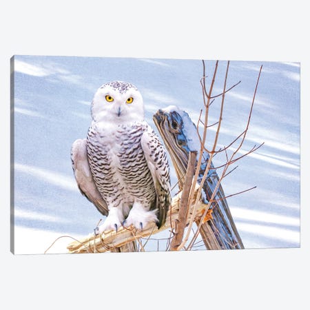 Snowy Owl On Fence Post Canvas Print #LDY103} by Laura D Young Canvas Artwork