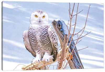 Snowy Owl On Fence Post Canvas Art Print - Laura D Young