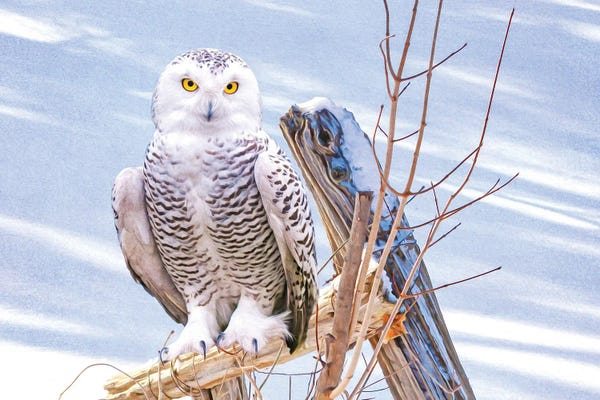 Laura D Young: Snowy Owl On Fence Post by Laura D Young