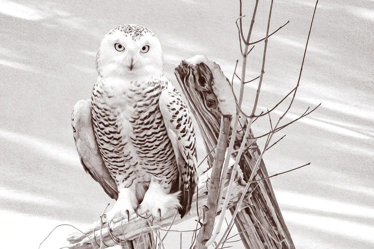 Snowy Owl On Fence Post Bw