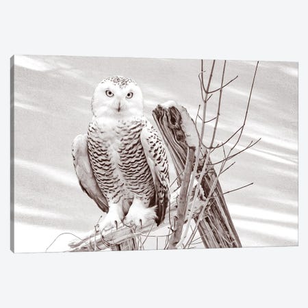 Snowy Owl On Fence Post Bw Canvas Print #LDY104} by Laura D Young Canvas Print