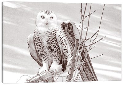 Snowy Owl On Fence Post Bw Canvas Art Print - Laura D Young