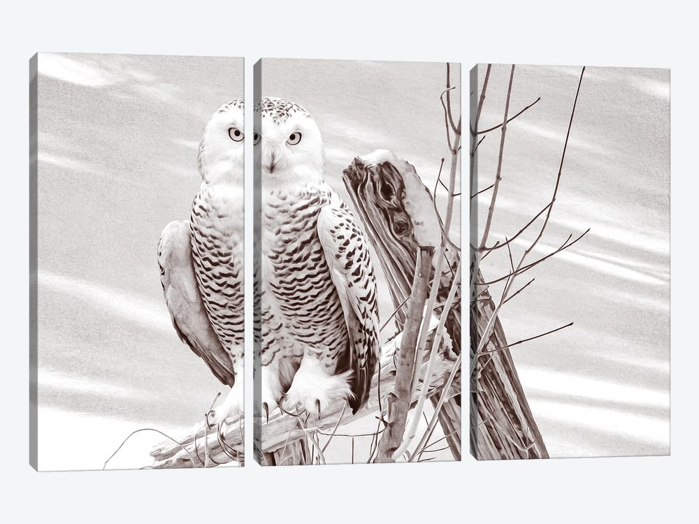 Snowy Owl On Fence Post Bw by Laura D Young 3-piece Canvas Art Print