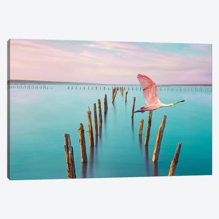 Roseate Spoonbill Over Turquoise Water Canvas Print #LDY105} by Laura D Young Canvas Art Print