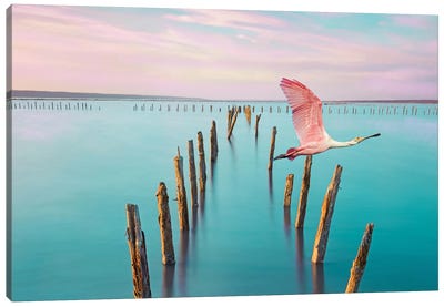 Roseate Spoonbill Over Turquoise Water Canvas Art Print - Beach Sunrise & Sunset Art
