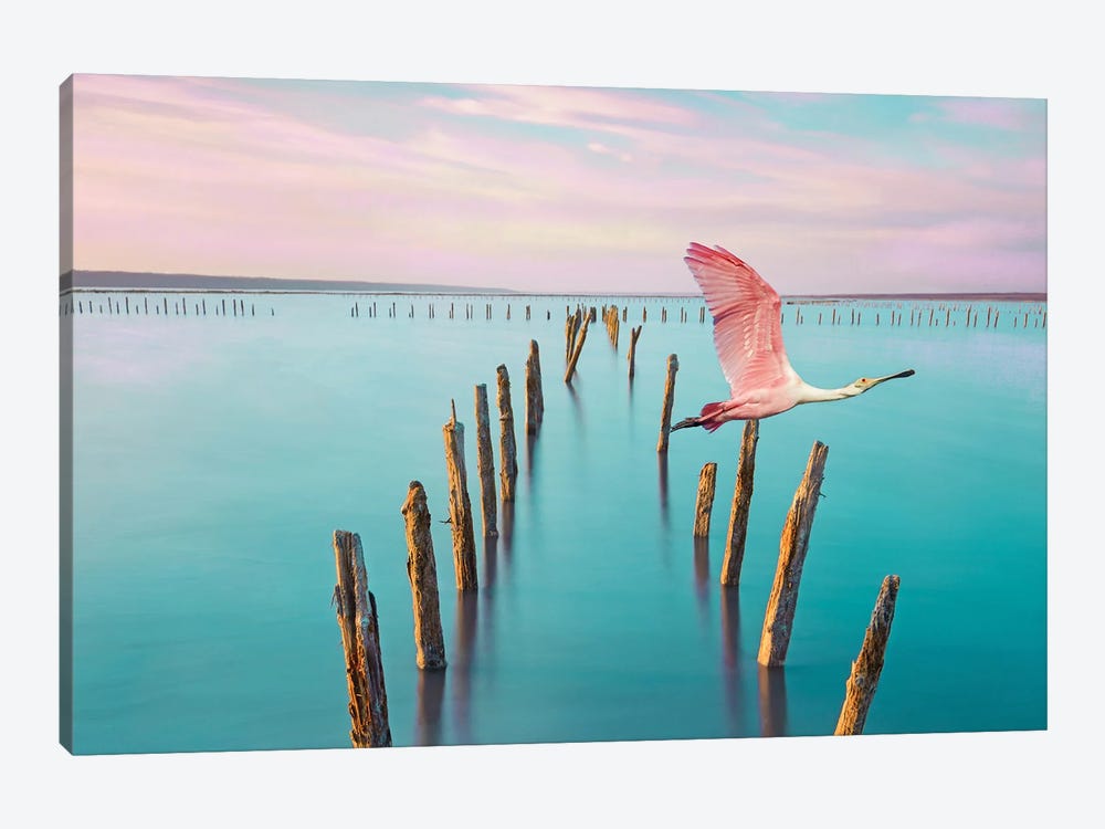 Roseate Spoonbill Over Turquoise Water by Laura D Young 1-piece Canvas Art