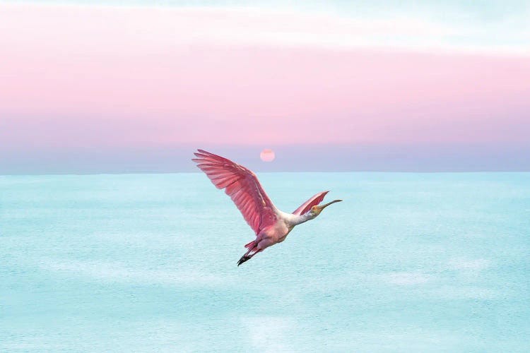 Roseate Spoonbill And Ocean Sky At Sunset