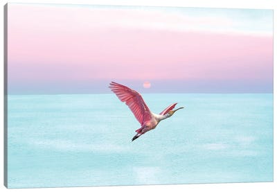 Roseate Spoonbill And Ocean Sky At Sunset Canvas Art Print - Laura D Young