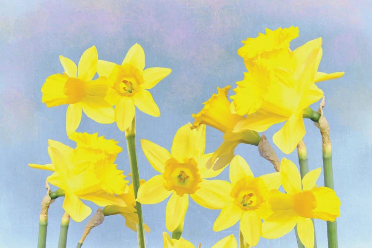 Yellow Daffodils In Spring by Laura D Young wall art