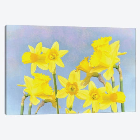 Yellow Daffodils In Spring Canvas Print #LDY107} by Laura D Young Art Print