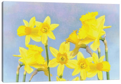 Yellow Daffodils In Spring Canvas Art Print - Laura D Young