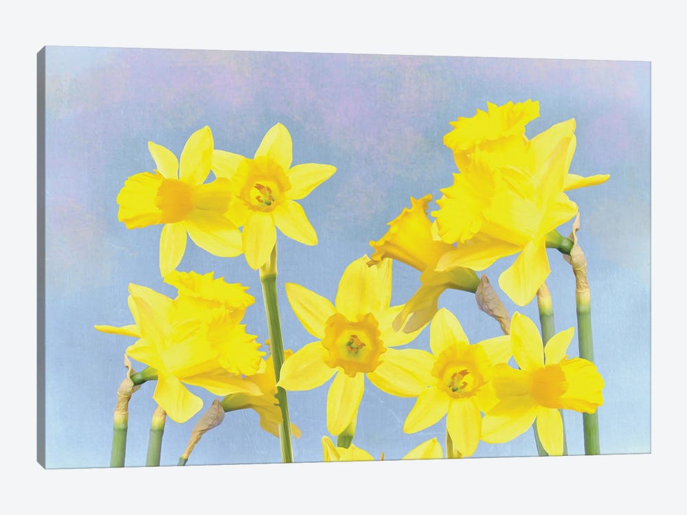 Yellow Daffodils In Spring by Laura D Young 1-piece Canvas Wall Art