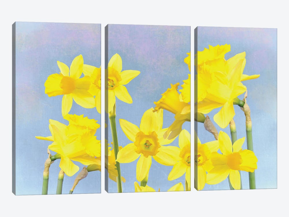 Yellow Daffodils In Spring by Laura D Young 3-piece Canvas Wall Art