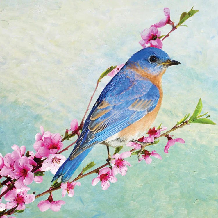 Male Bluebird In A Cherry Tree