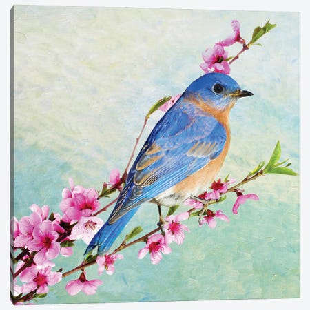 Male Bluebird In A Cherry Tree Canvas Print #LDY108} by Laura D Young Canvas Wall Art