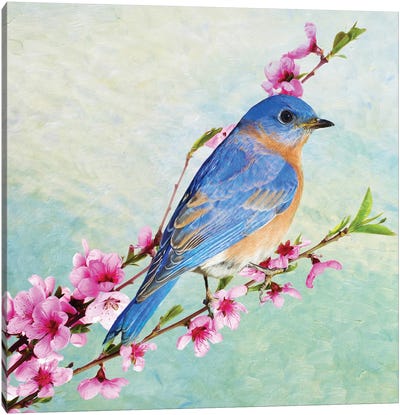 Male Bluebird In A Cherry Tree Canvas Art Print - Laura D Young
