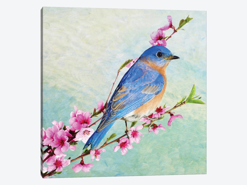 Male Bluebird In A Cherry Tree by Laura D Young 1-piece Canvas Art Print