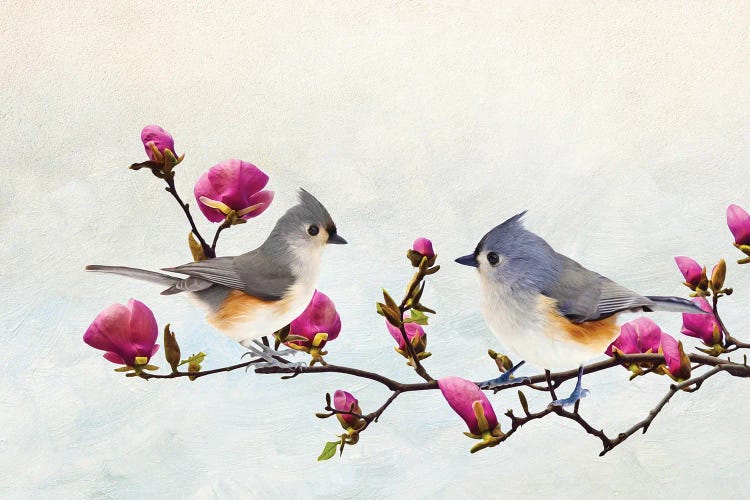 Tufted Titmice In Magnolia Tree