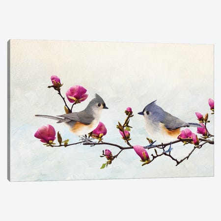 Tufted Titmice In Magnolia Tree Canvas Print #LDY109} by Laura D Young Canvas Artwork