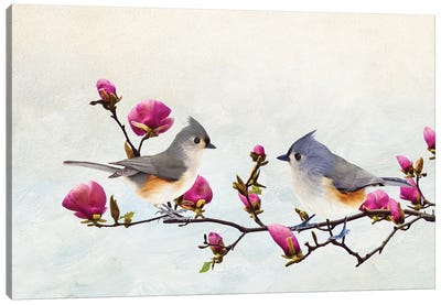 Tufted Titmice In Magnolia Tree Canvas Art Print - Laura D Young