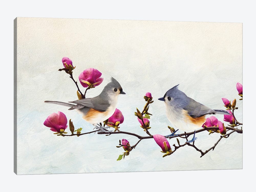 Tufted Titmice In Magnolia Tree by Laura D Young 1-piece Canvas Wall Art