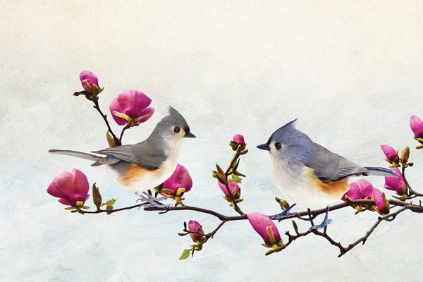 Magnolias: Tufted Titmice In Magnolia Tree by Laura D Young