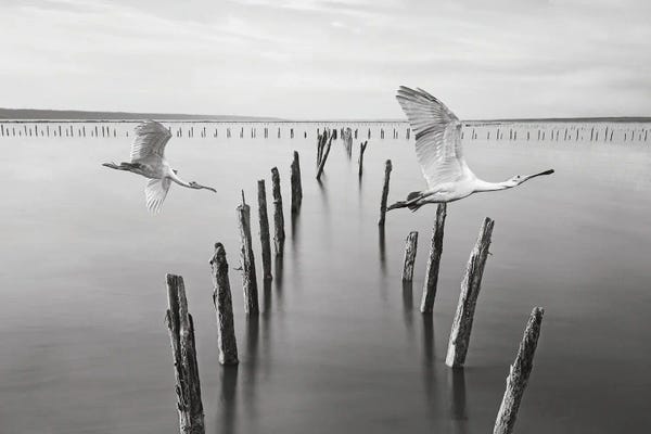 Beach Sunrises & Sunsets: Roseate Spoonbill At Old Dock by Laura D Young