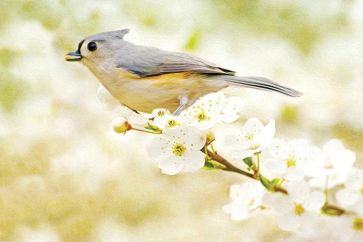 Tufted Titmouse In Apple Tree