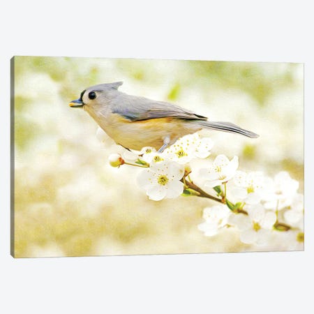 Tufted Titmouse In Apple Tree Canvas Print #LDY110} by Laura D Young Art Print