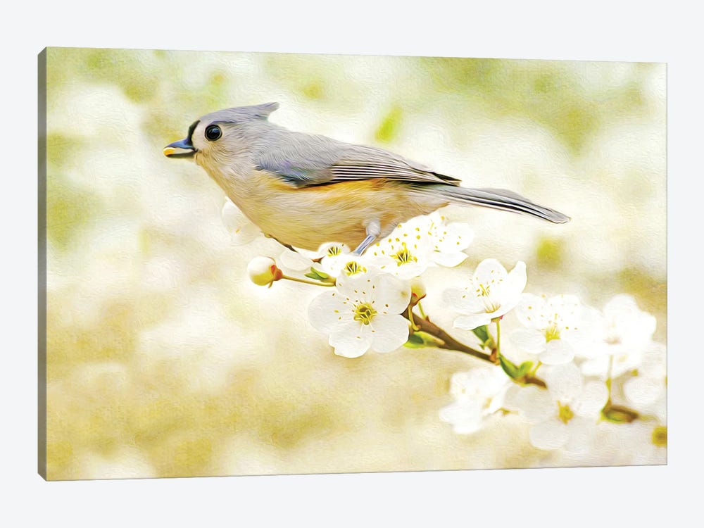 Tufted Titmouse In Apple Tree by Laura D Young 1-piece Canvas Wall Art